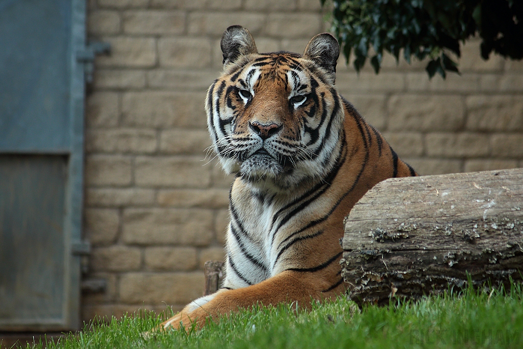 Bengal Tiger