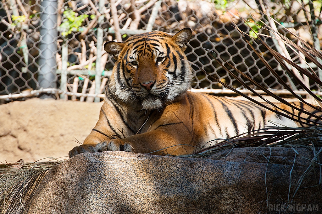 Malayan Tiger