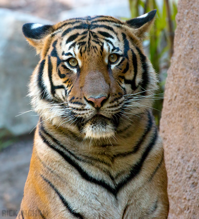 Malayan Tiger