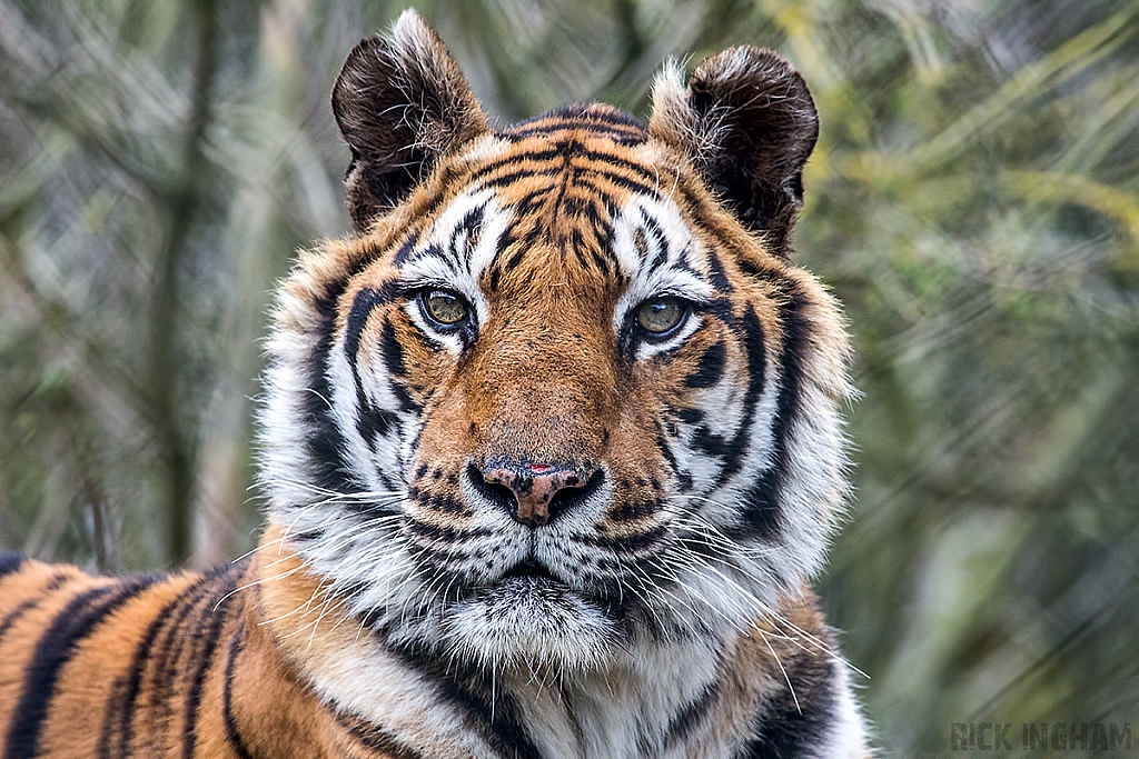 Bengal Tiger