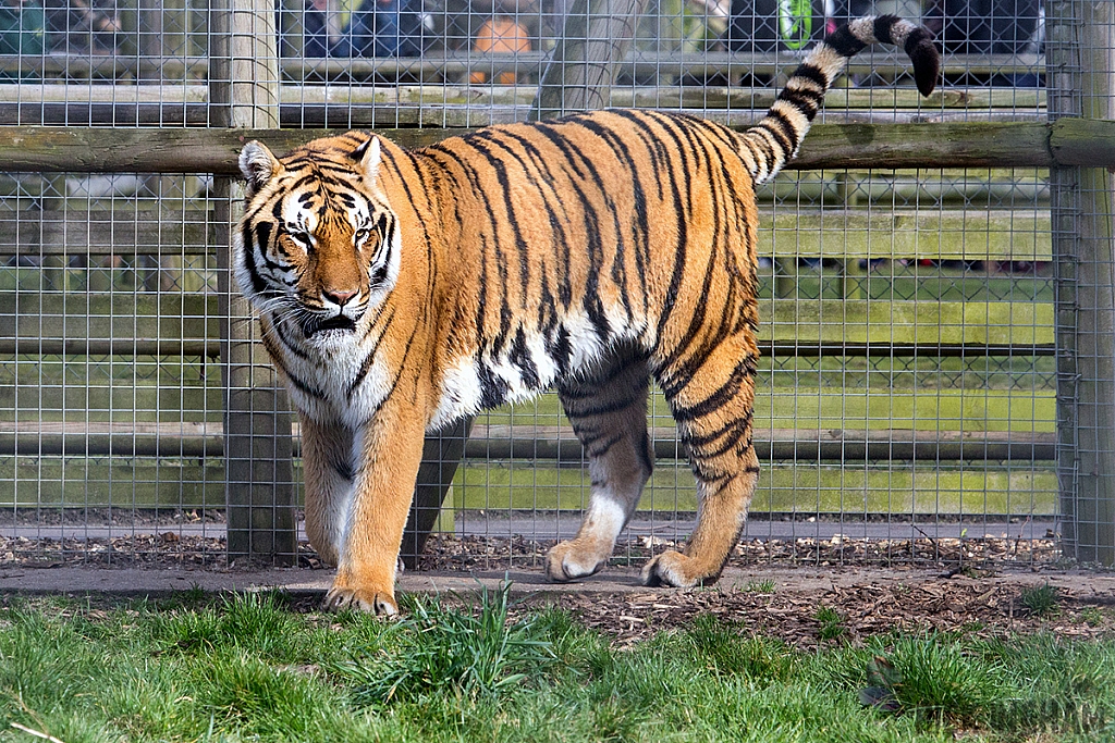 Bengal Tiger