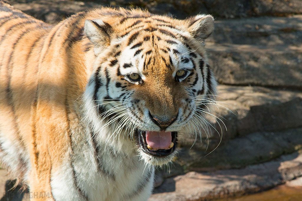 Amur Tiger