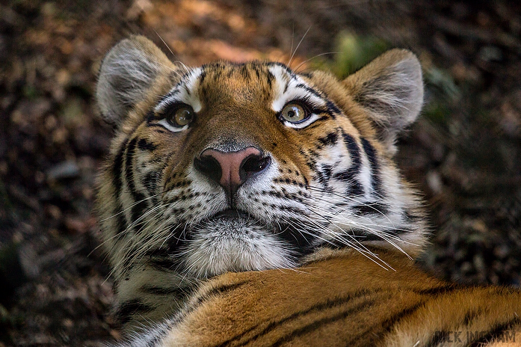 Amur Tiger