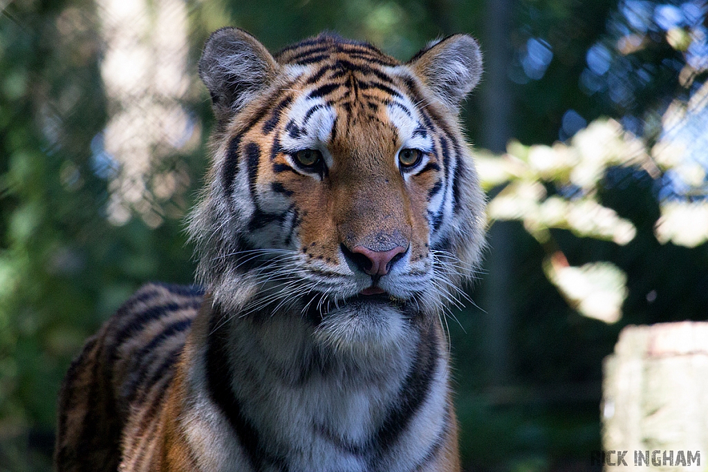 Amur Tiger