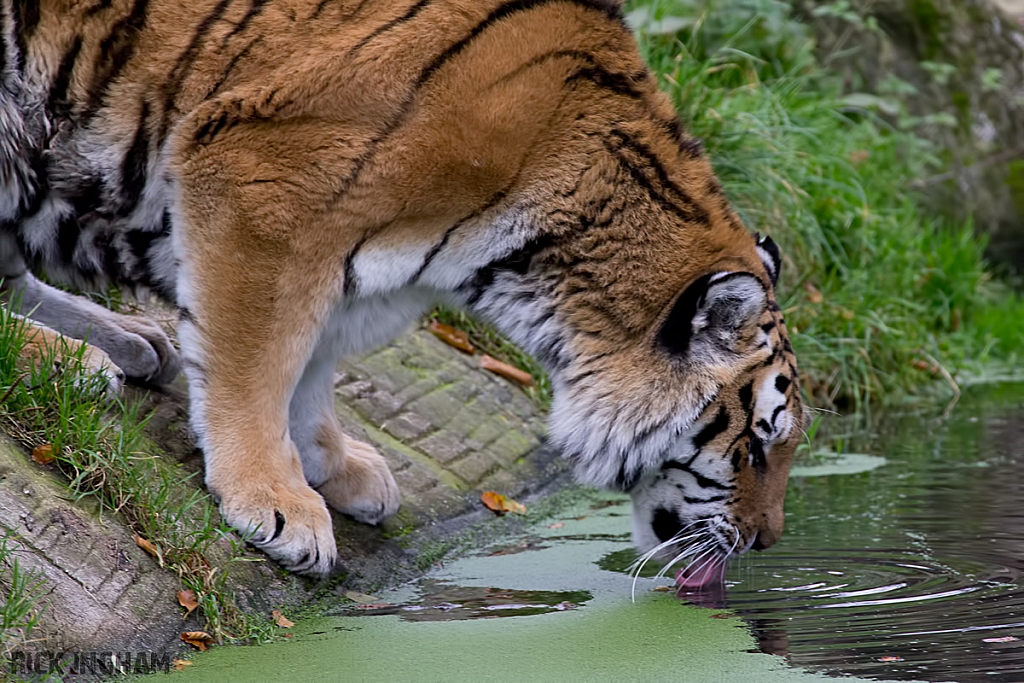 Amur Tiger