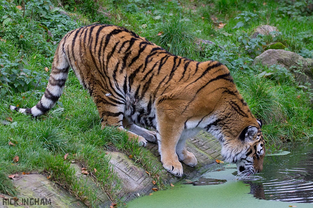 Amur Tiger