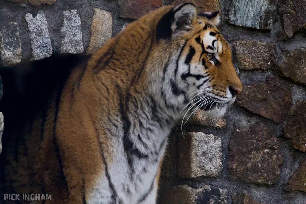 Amur Tiger