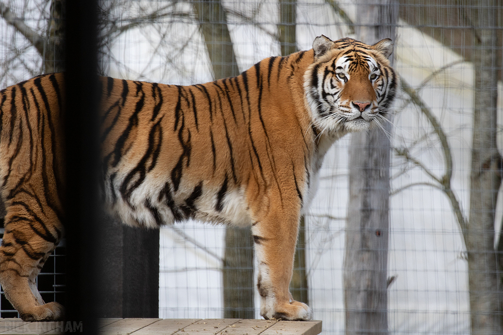 Hybrid Tiger