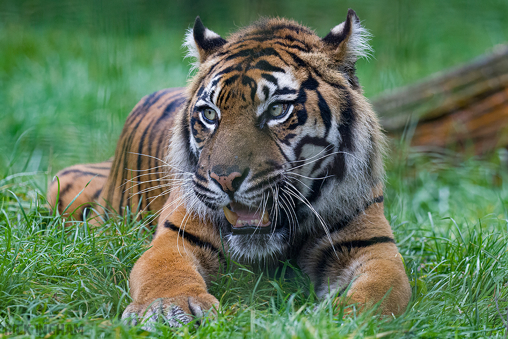 Sumatran Tiger