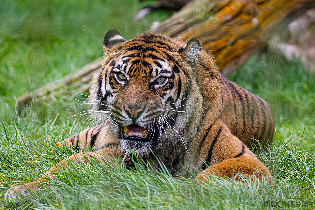 Sumatran Tiger