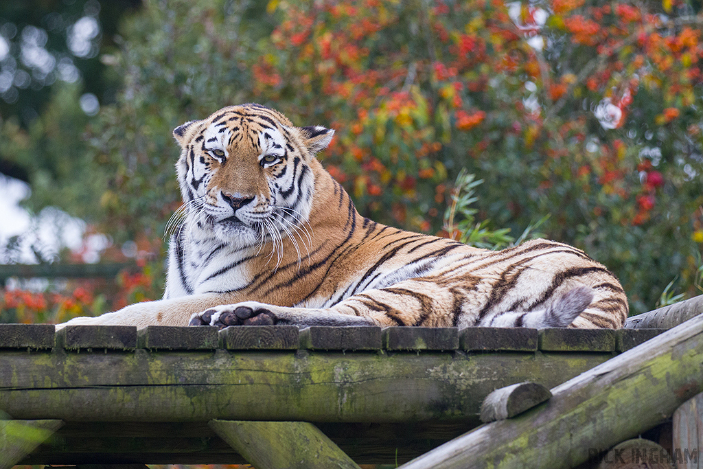 Amur Tiger