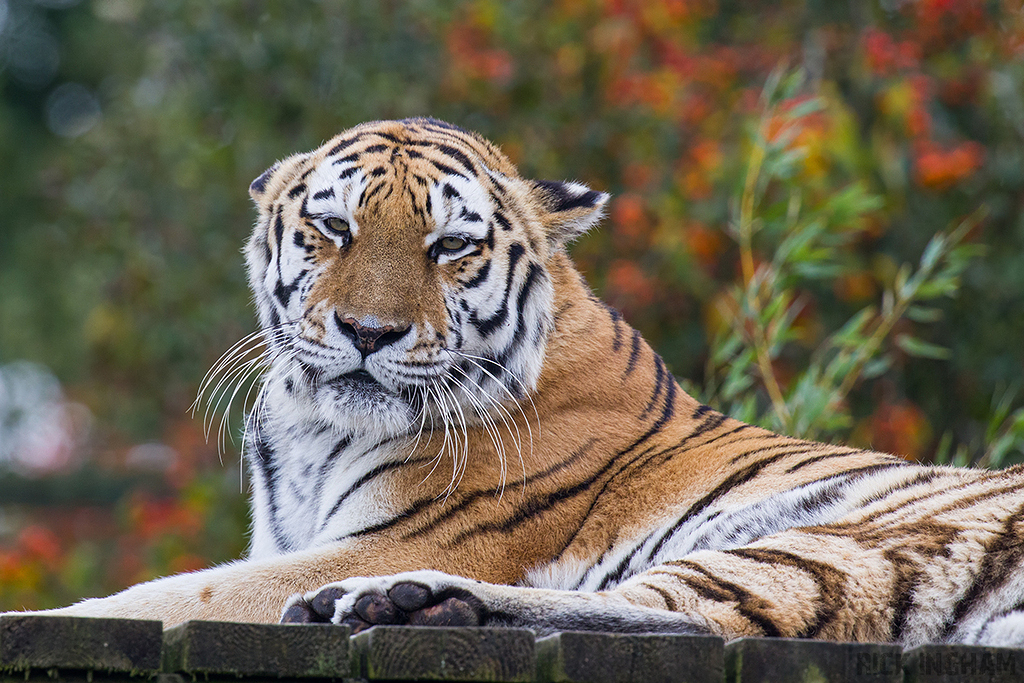 Amur Tiger