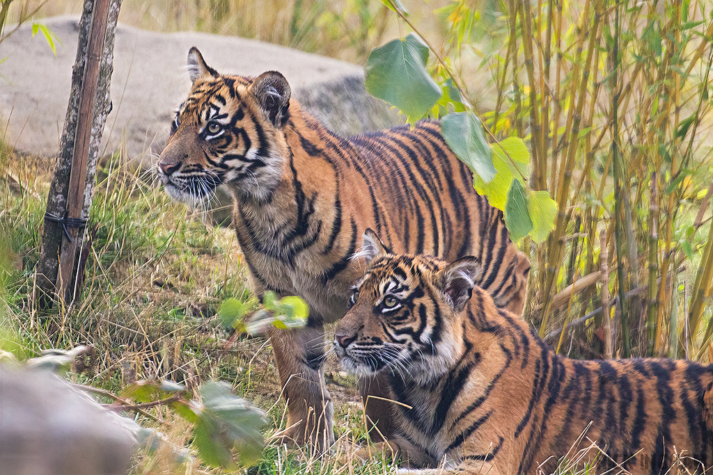 Sumatran Tiger