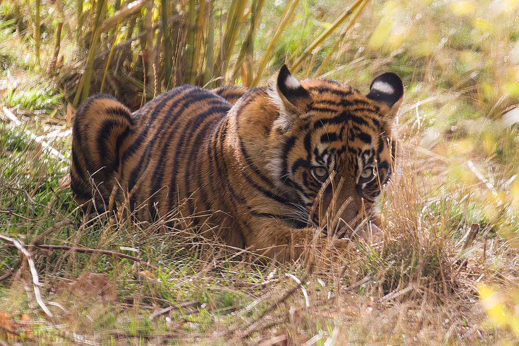Sumatran Tiger