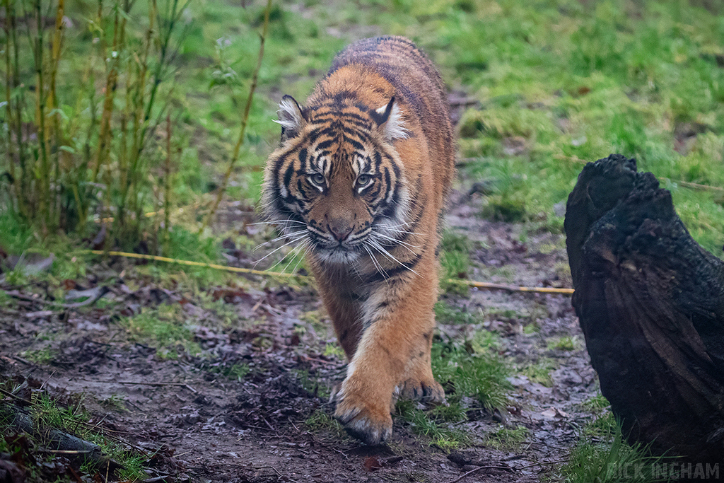 Sumatran Tiger