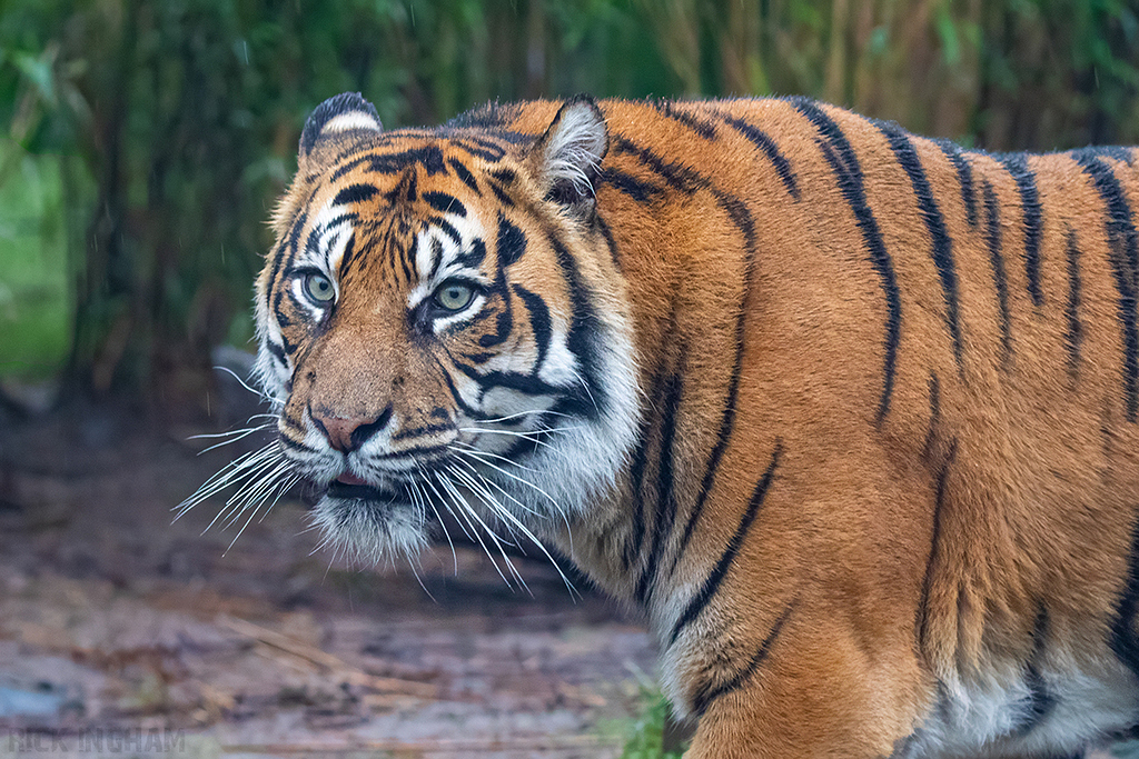 Sumatran Tiger