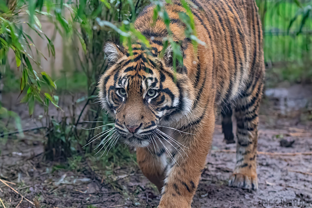 Sumatran Tiger