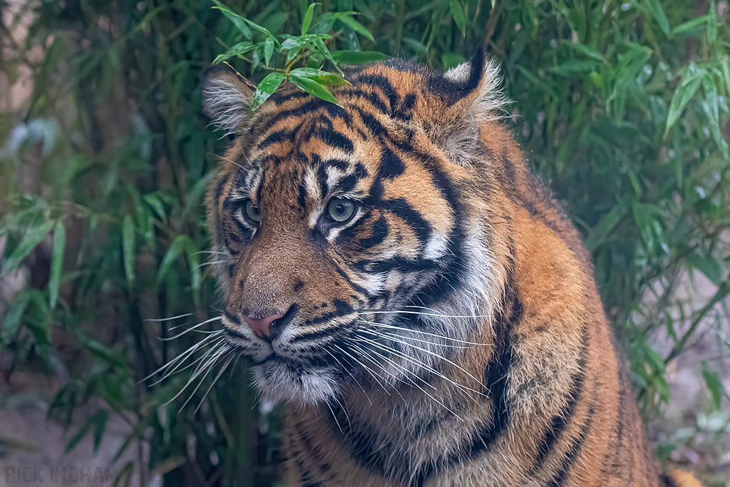 Juvenile Sumatran Tiger