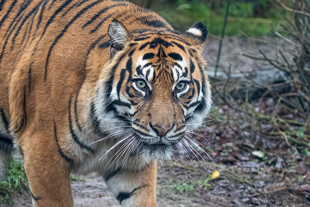Sumatran Tiger