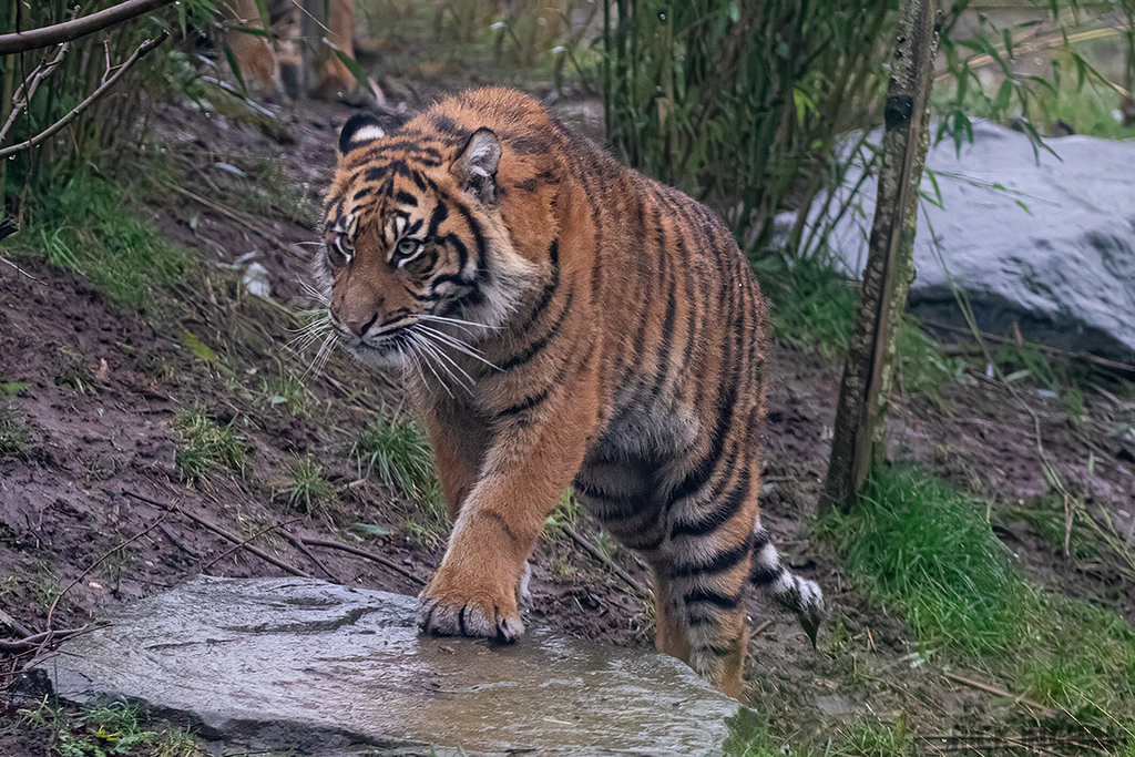 Juvenile Sumatran Tiger