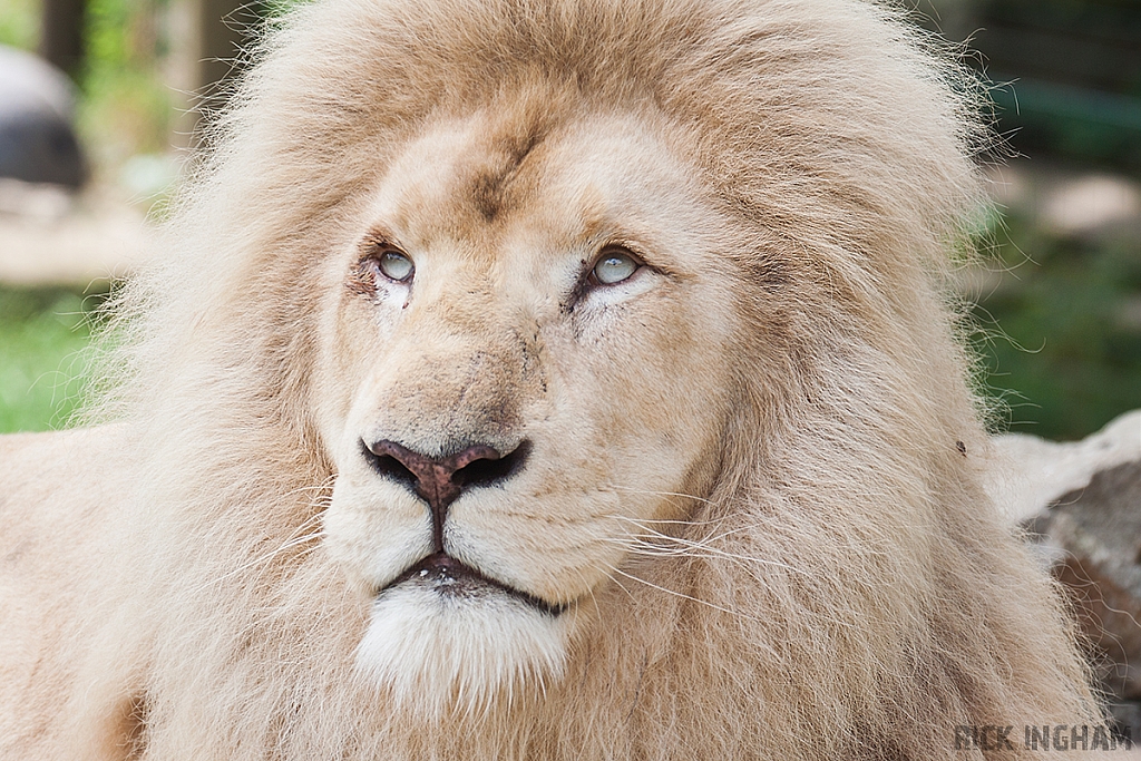 White Lion