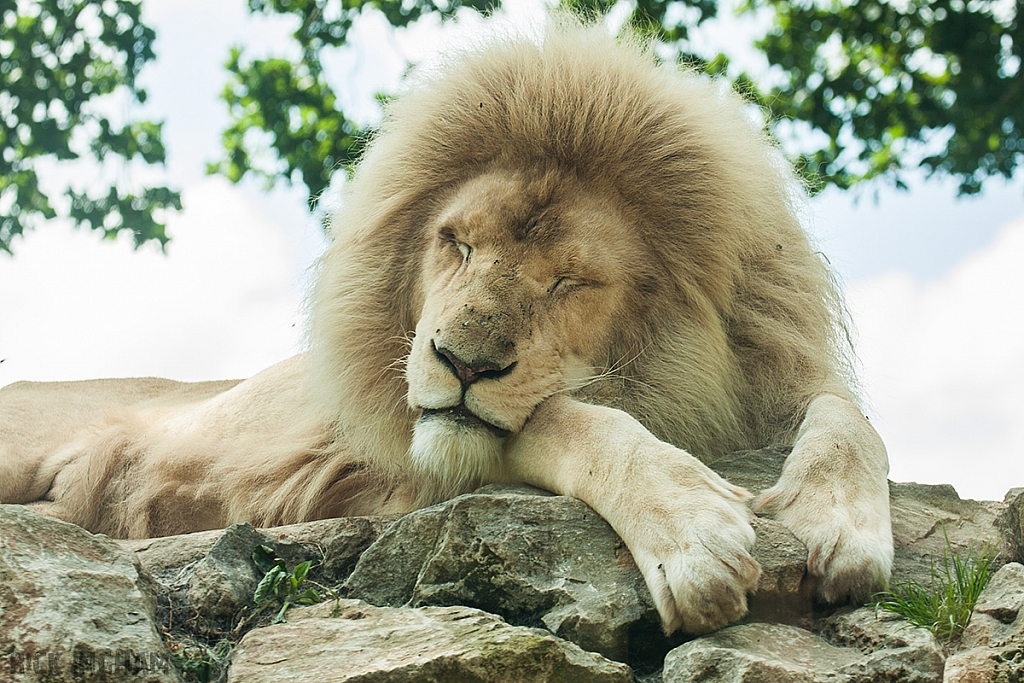 White Lion