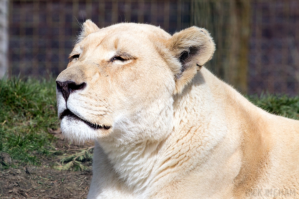 White Lion