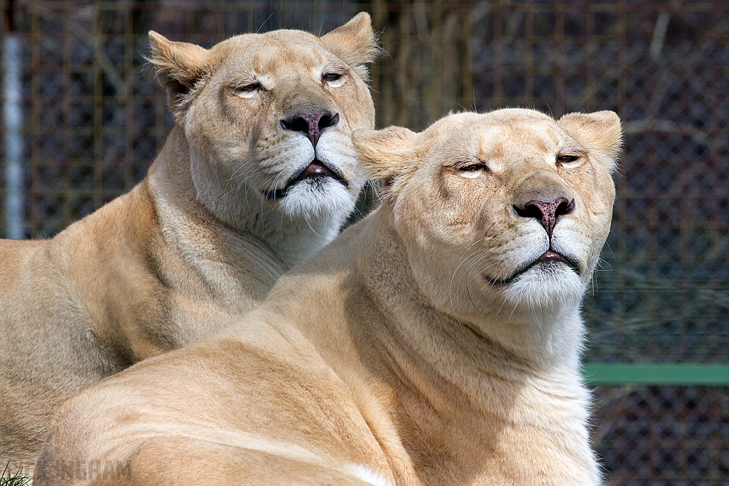 White Lion