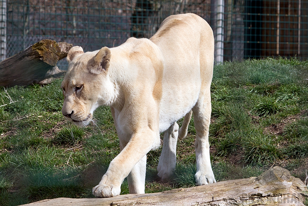 White Lion