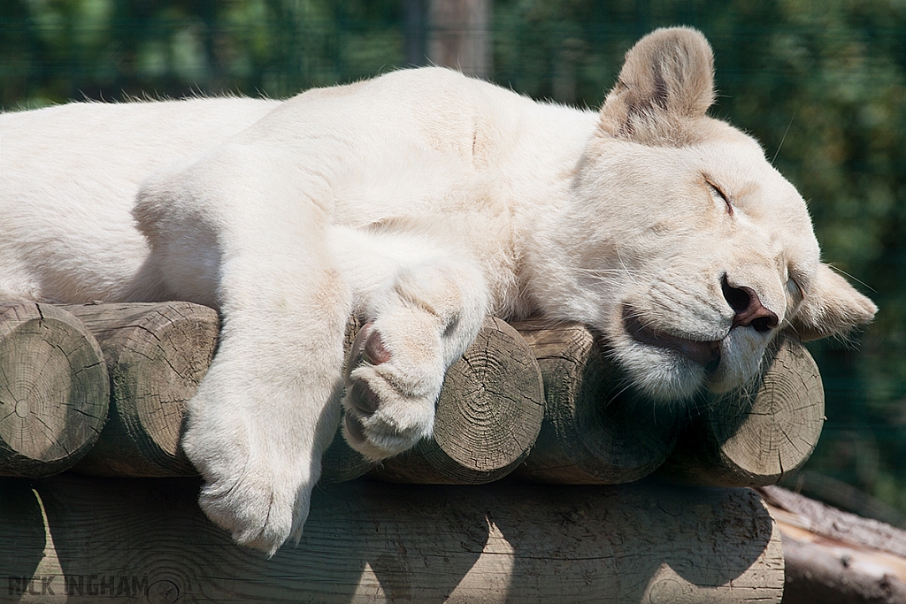 White Lion