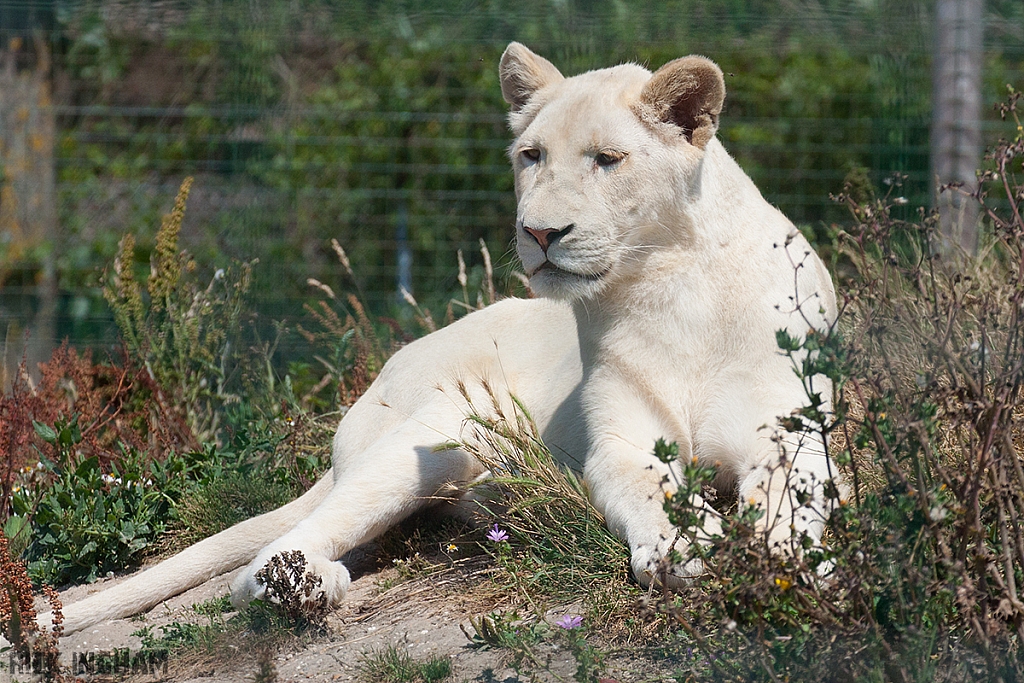 White Lion