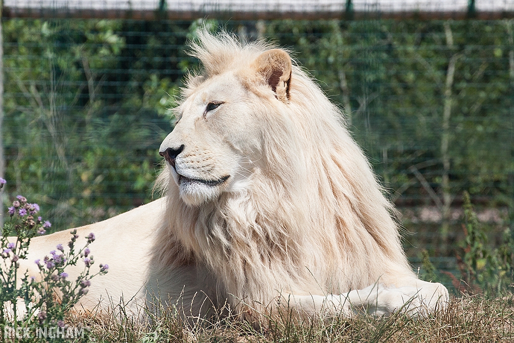 White Lion