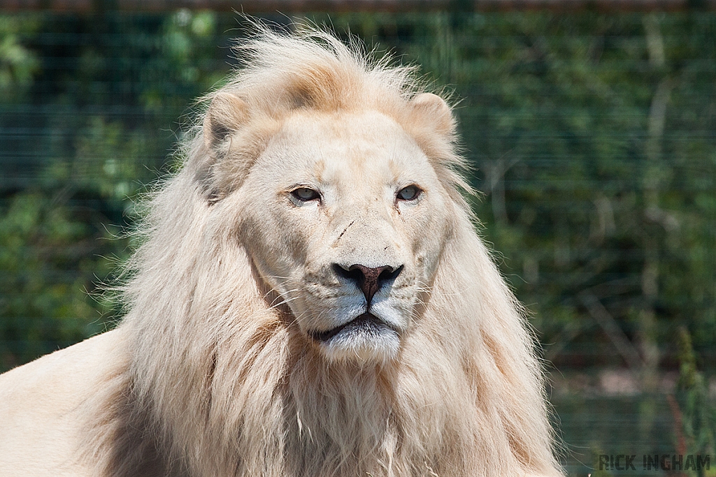 White Lion