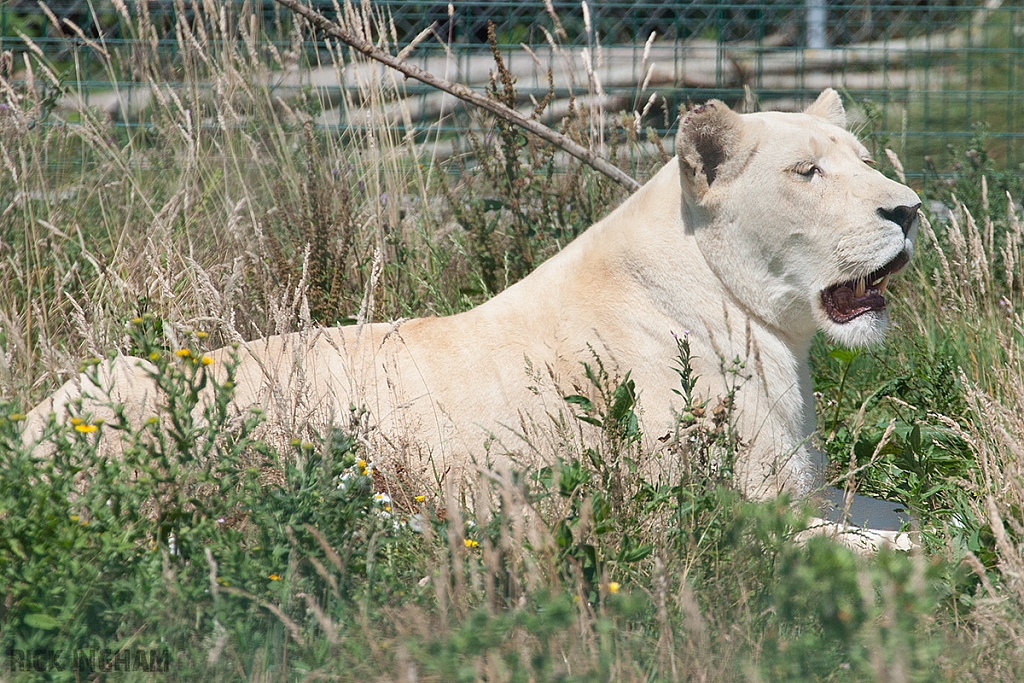 White Lion