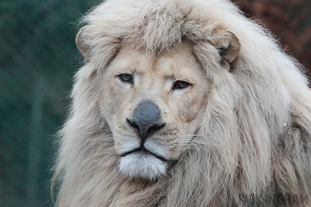 White Lion