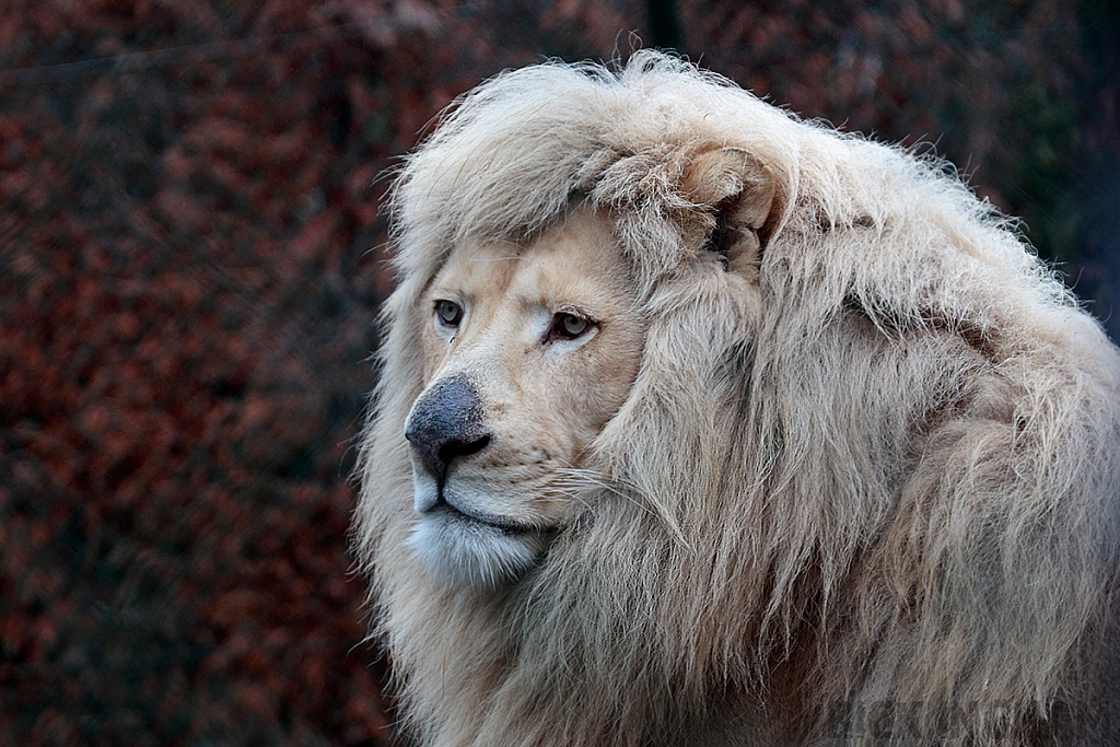 White Lion