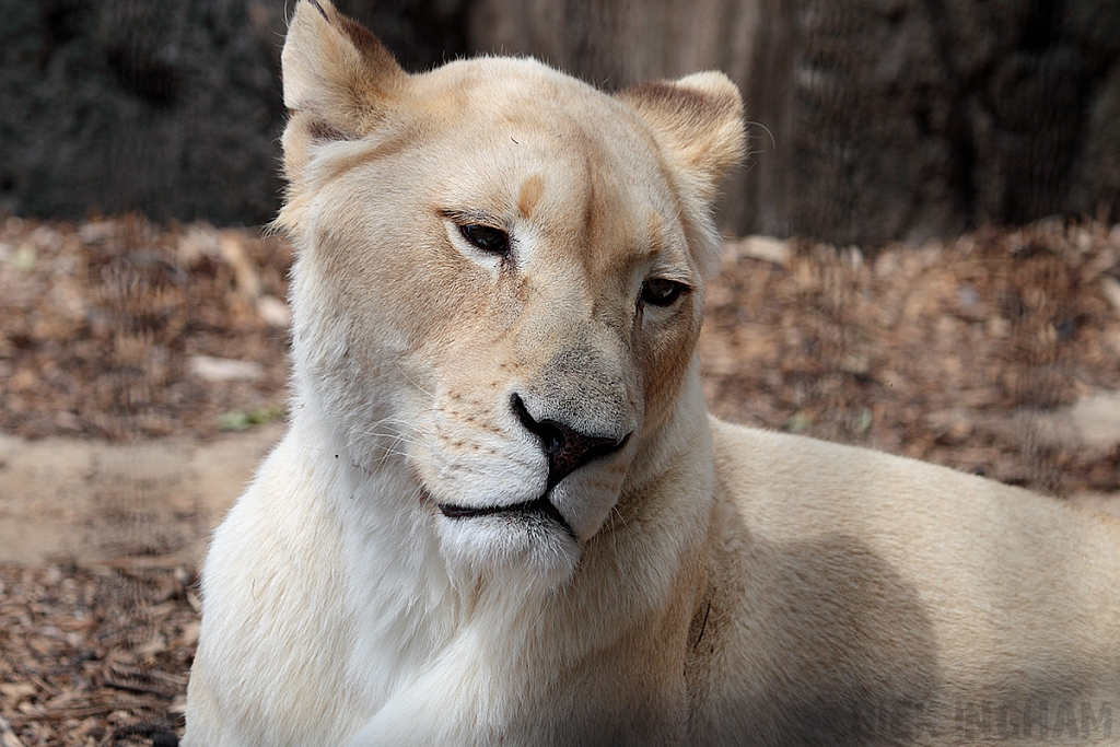 White African Lion