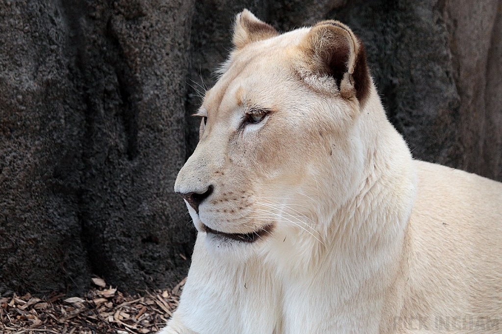 White African Lion