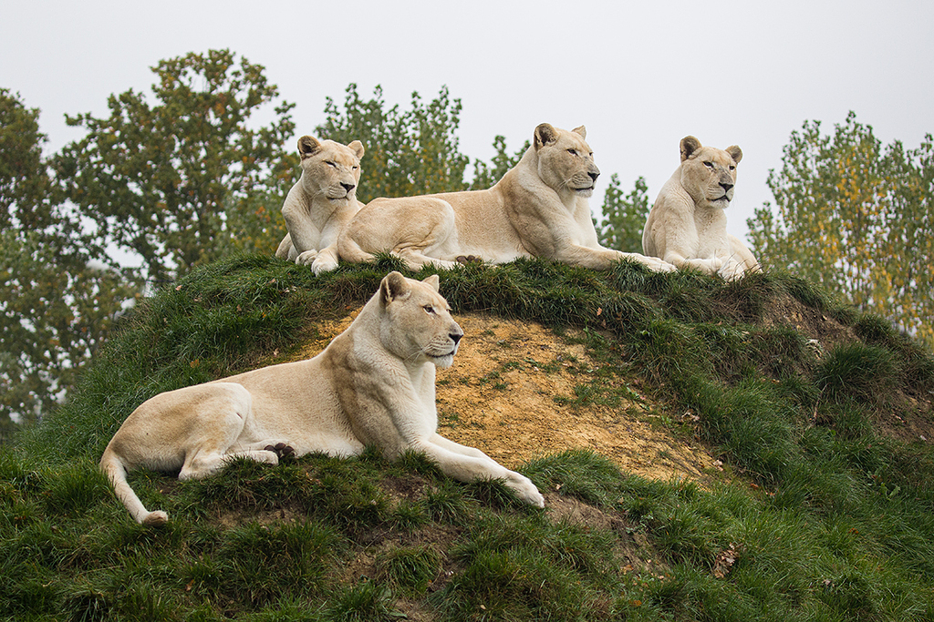 White Lion
