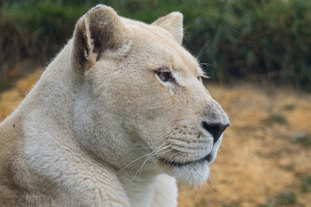 White Lion