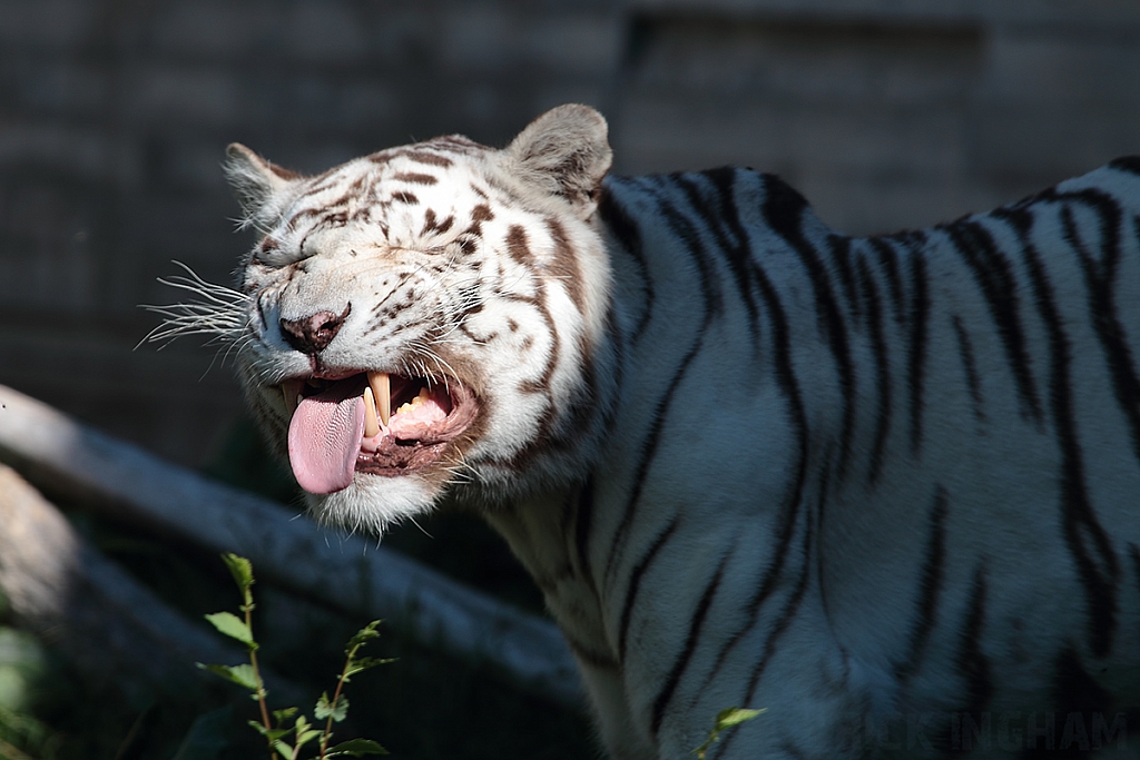 Bengal Tiger