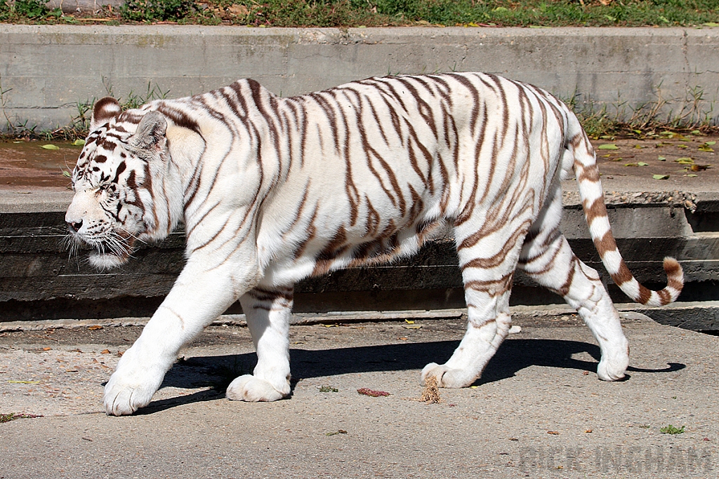 Bengal Tiger