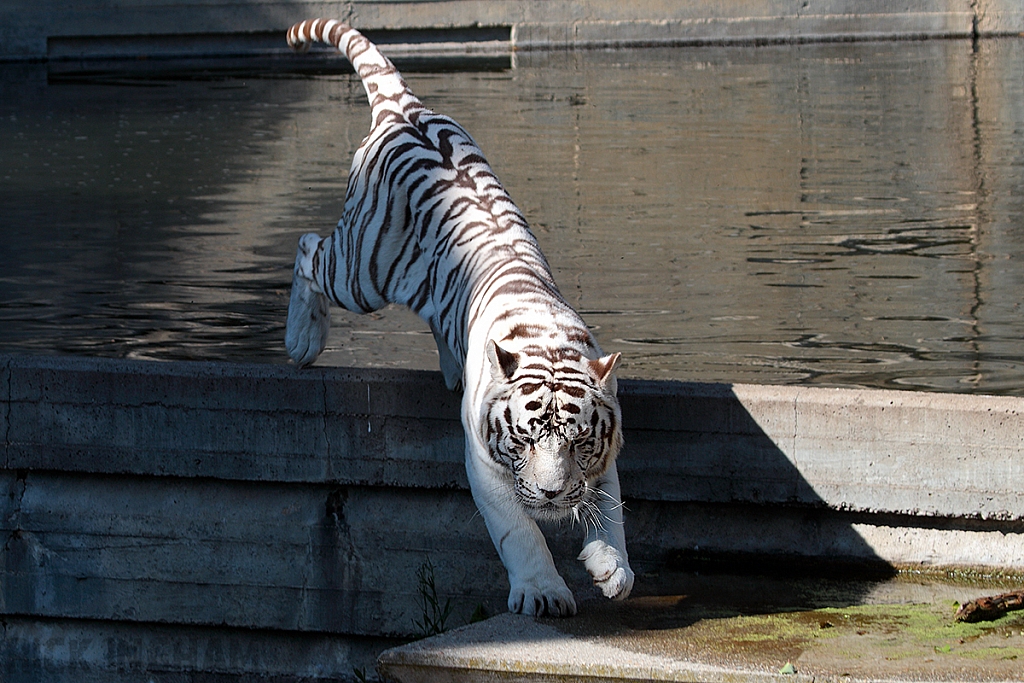 Bengal Tiger