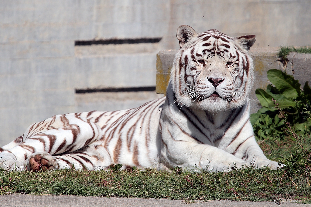 Bengal Tiger