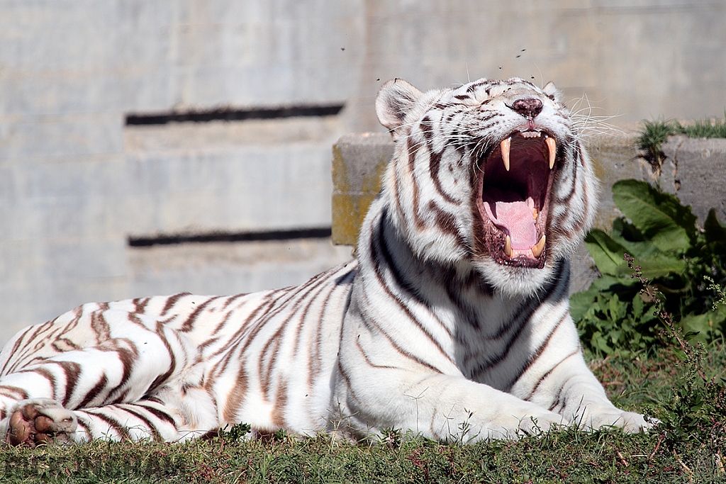 Bengal Tiger