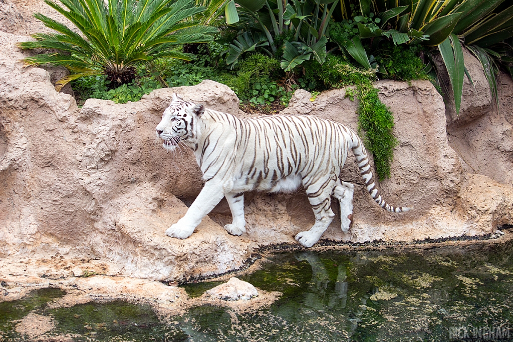 White Tiger