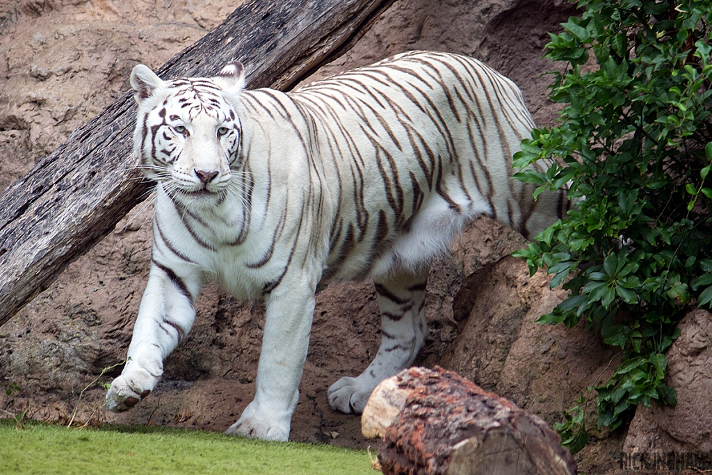 White Tiger