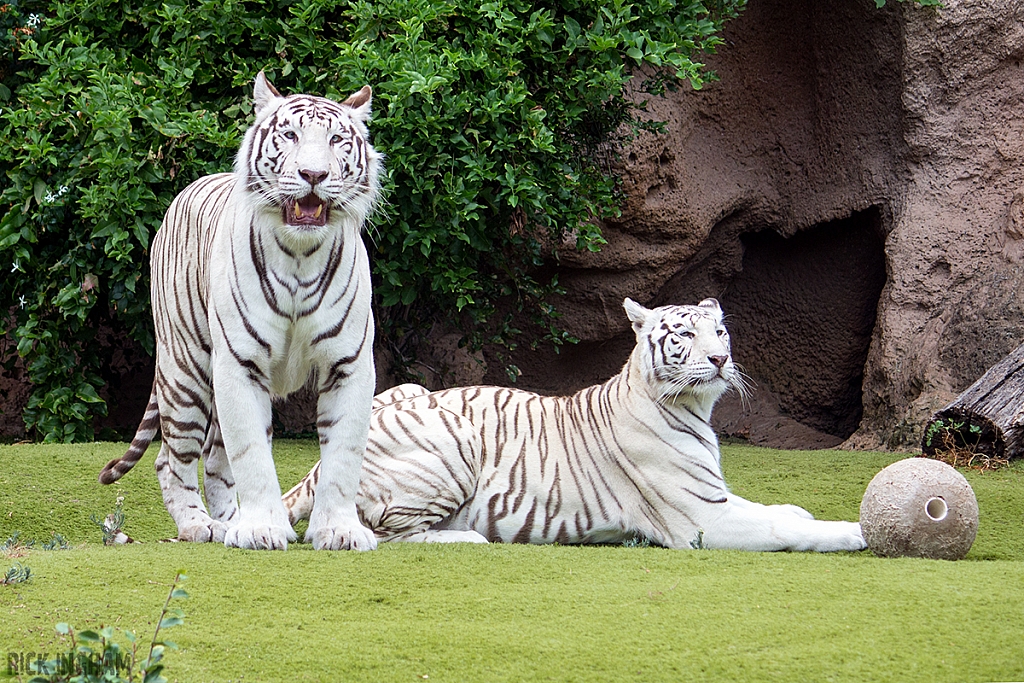 White Tiger