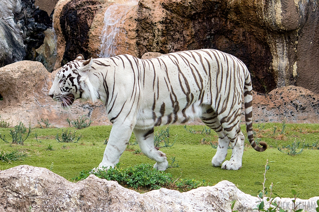 White Tiger