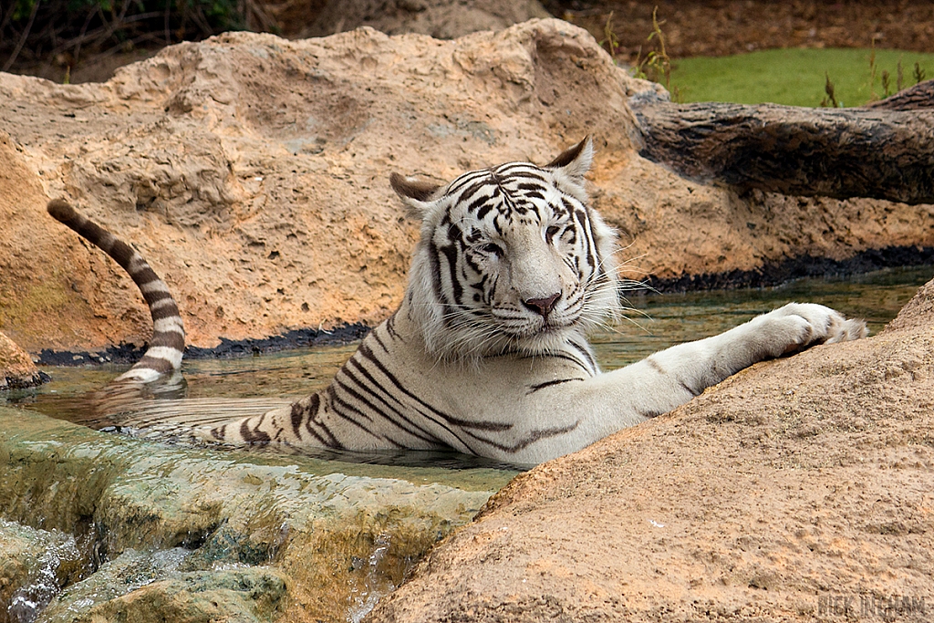 White Tiger